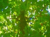 Tree Photo Altered in Photoshop