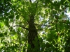 Original Tree Photo