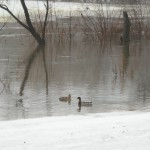 spring ducks