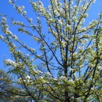 webDSCN5465