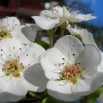webDSCN5467