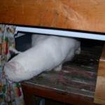 Casper found a place to hide