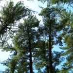 Pine Grove forest