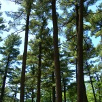 Pine Grove forest II
