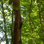woodpecker